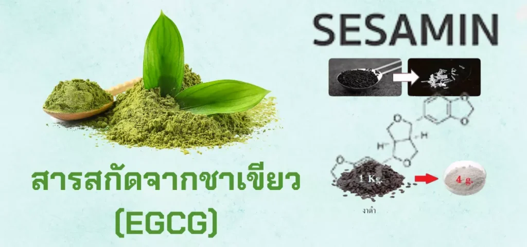 anyconv.com สารเซซามินดีอย่างไร (2)