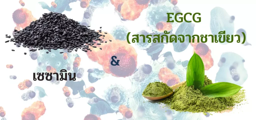 anyconv.com เซซามิน+egcg