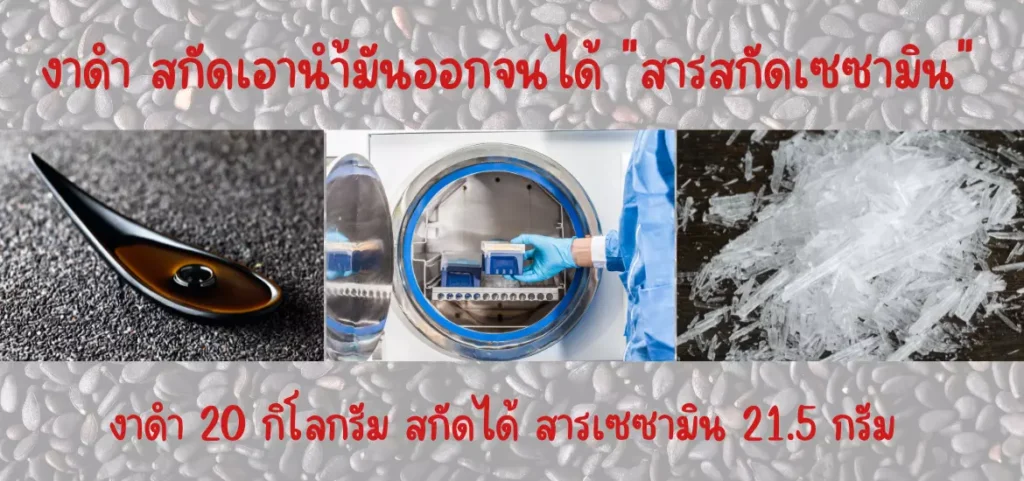 anyconv.com เซซามินกับน้ำมันงา